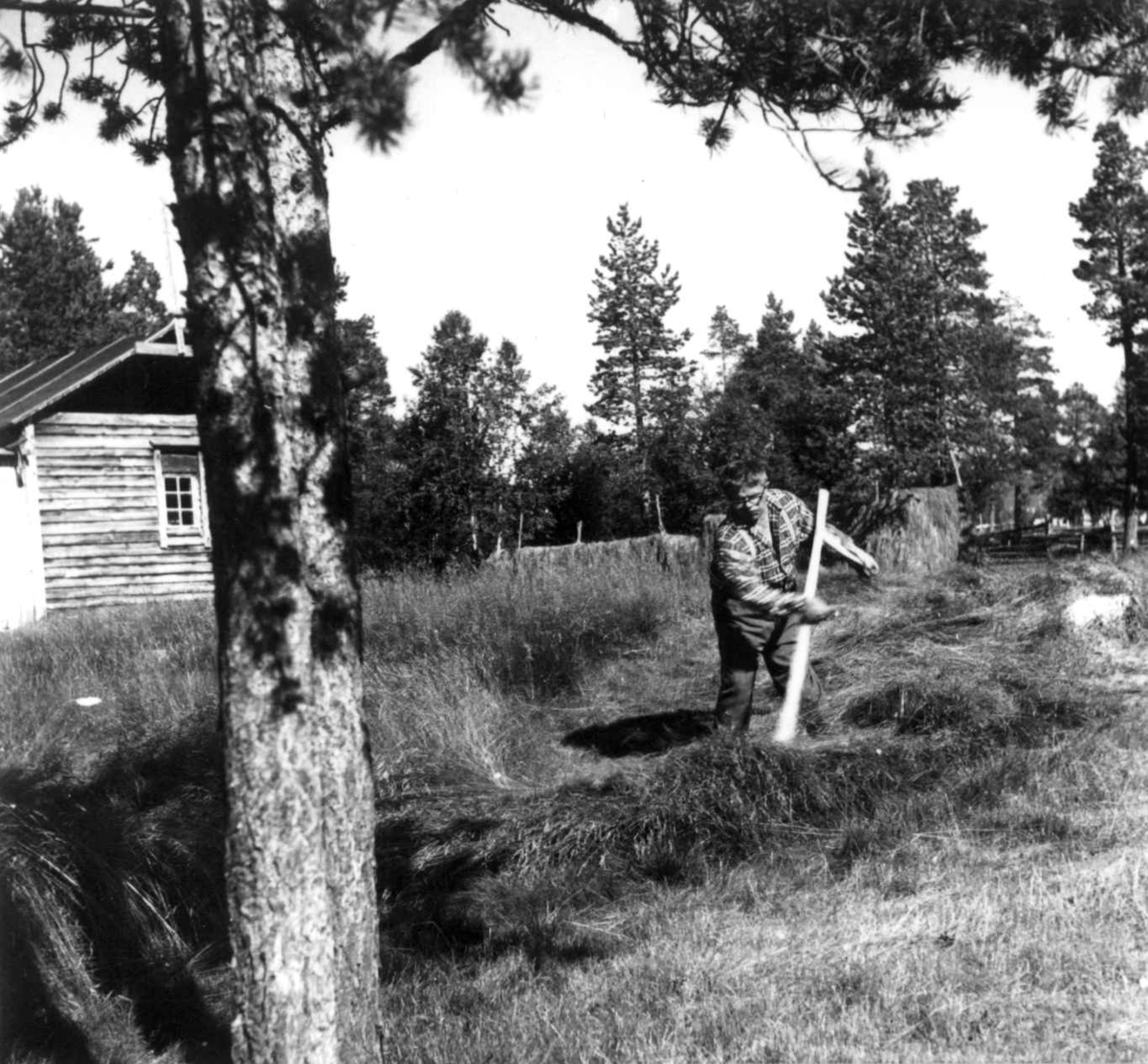 Virginia Raymond Davidson, Hornskjæreren Per Hätta slår gresset med en ljå, i bakgrunnen hesjer og en bygning. Karasjok juli 1961.