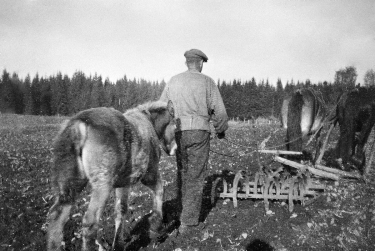 Anno Domkirkeodden, Våronn på Holo nordre, Gaupen, Ringsaker. Anders Hilstad f.1894 harver med hest. Føll er med.