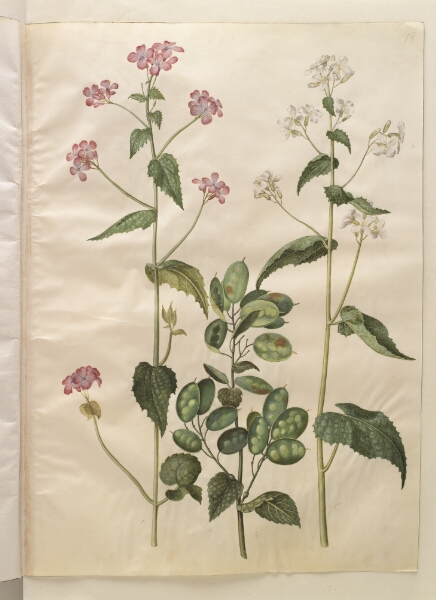 Hans Simon Holtzbecker, Lunaria annua (judaspenge)