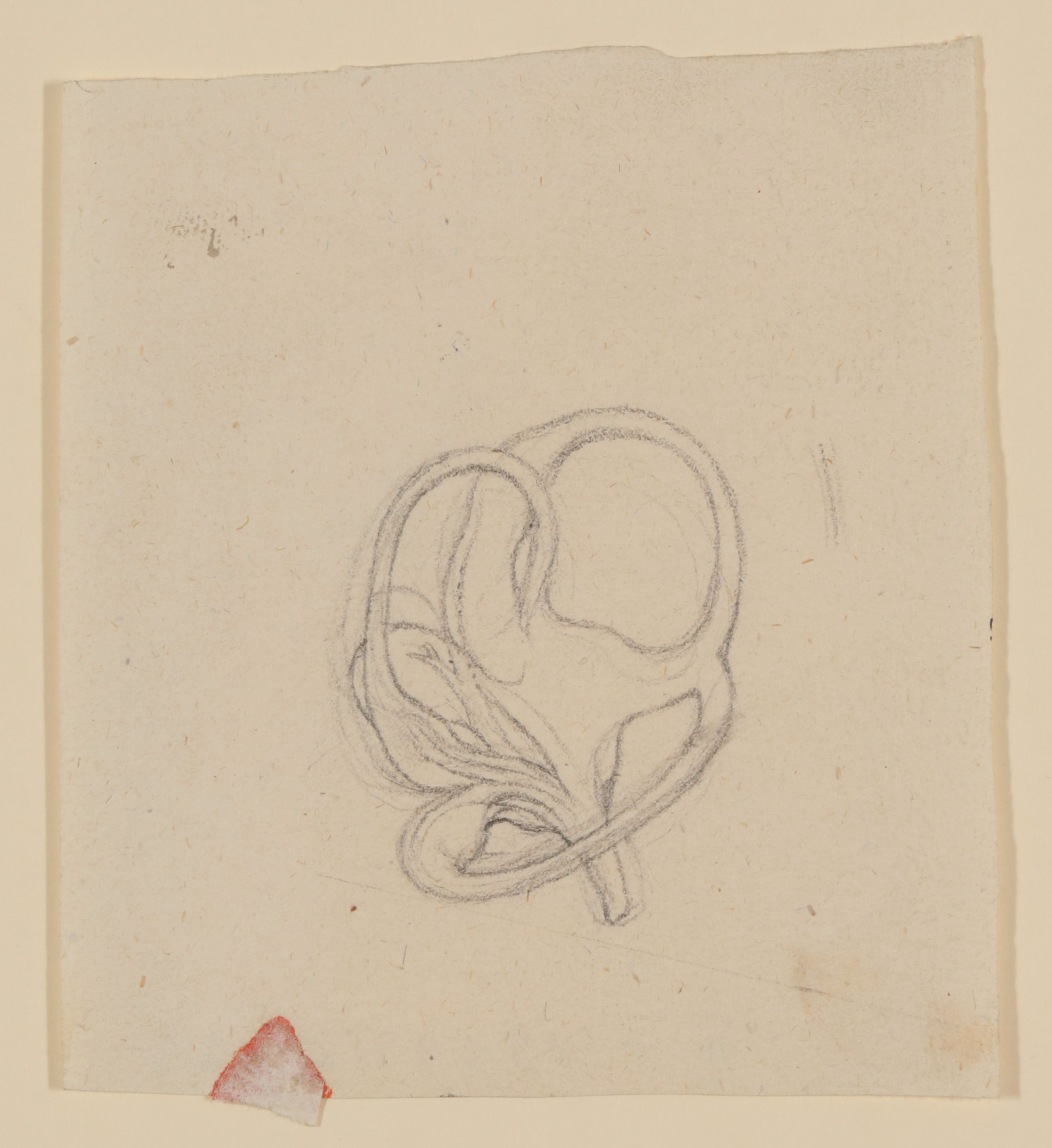 Christian Koeck, Das menschliche Gleichgewichtsorgan im Innenohr [aus einem Konvolut anatomischer Zeichnungen des Christian Koeck]