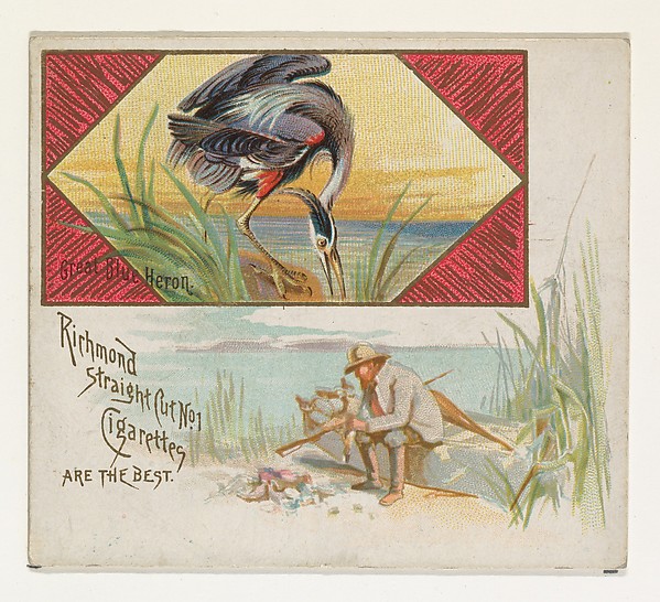 Allen & Ginter, Great Blue Heron, from the Game Birds series (N40) for Allen & Ginter Cigarettes