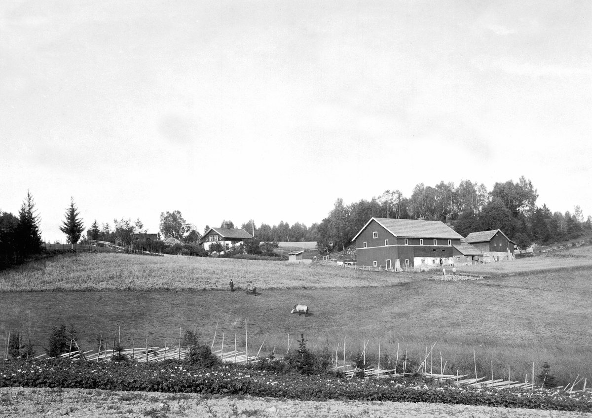 Anno Domkirkeodden, Eksteriør gardsbruk. Askehagen, Stavsjø. Hester på beite.