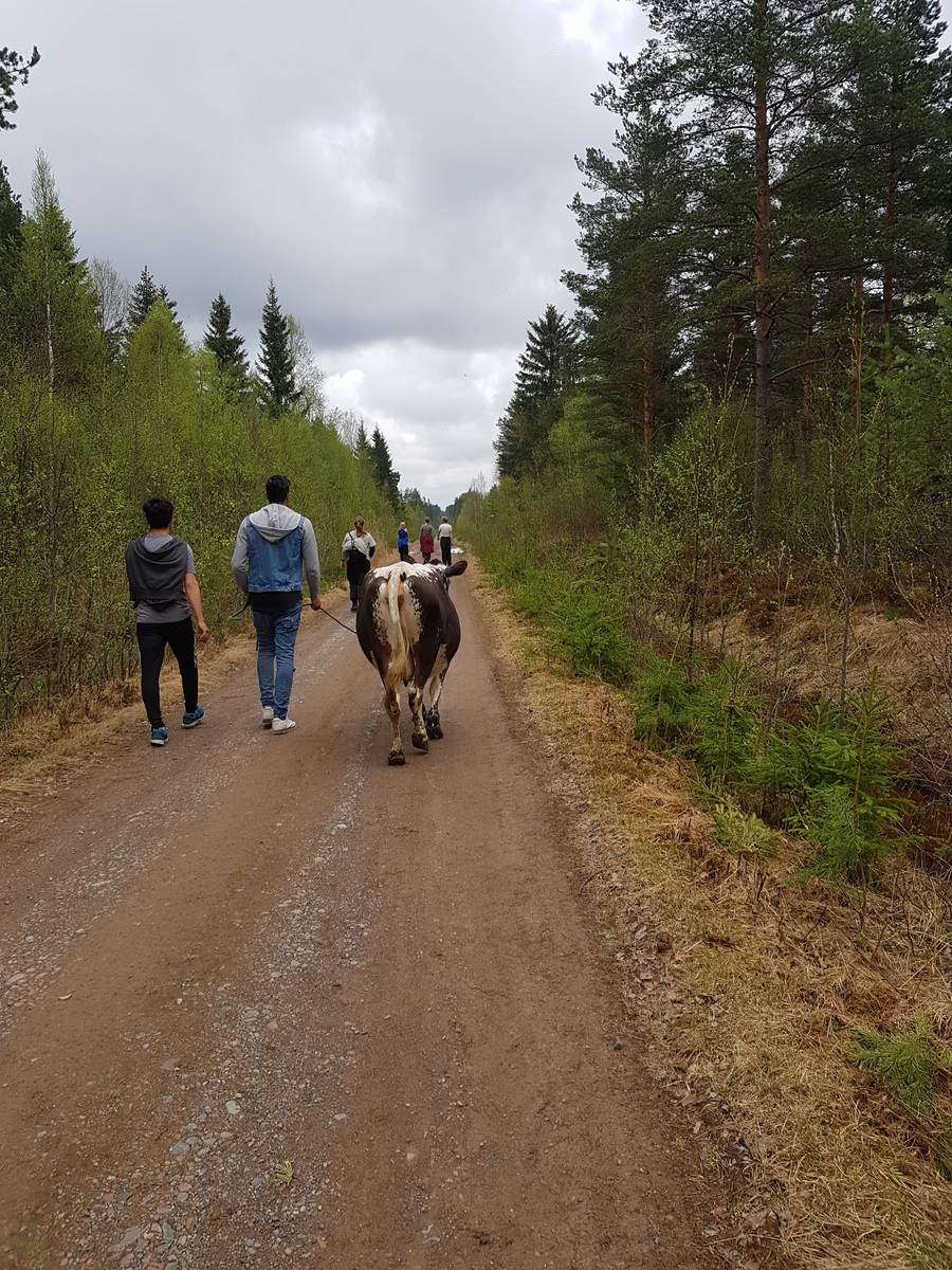Jennie Tiderman-Österberg, Buffering to Arvselen, Malung, 2018. The last piece to Arvselen is a forest road. Name unknown to persons in picture.
