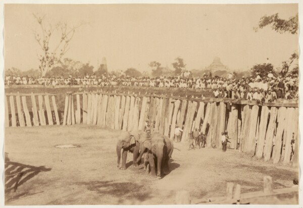 Felice Beato, Elephants Catching at Mandalay (with Elephants and decoys in Kheddah)
