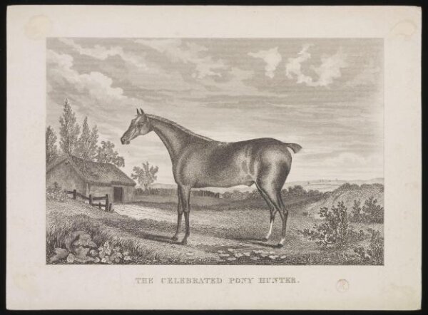 Unknown, The Celebrated Pony Hunter