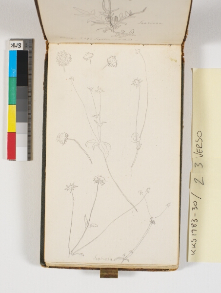 P.C. Skovgaard, Plantestudier