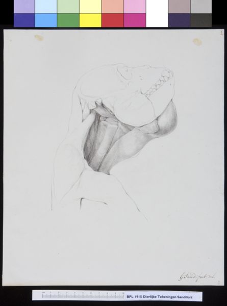 Gerard Sandifort, Animals: ape, skull