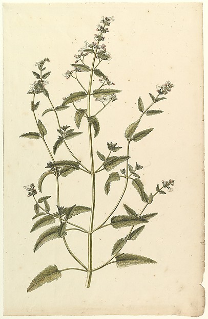 Anonymous, French, 19th century, Botanical Study with a Species of the Nettle Family (genus Urtica)