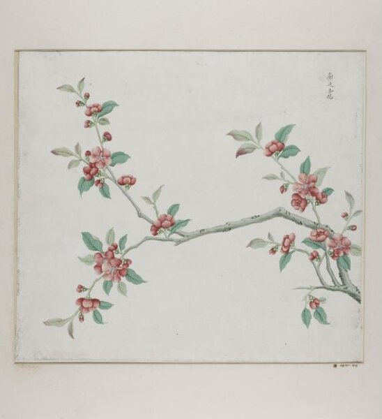 Unknown, Gang bian xing hua