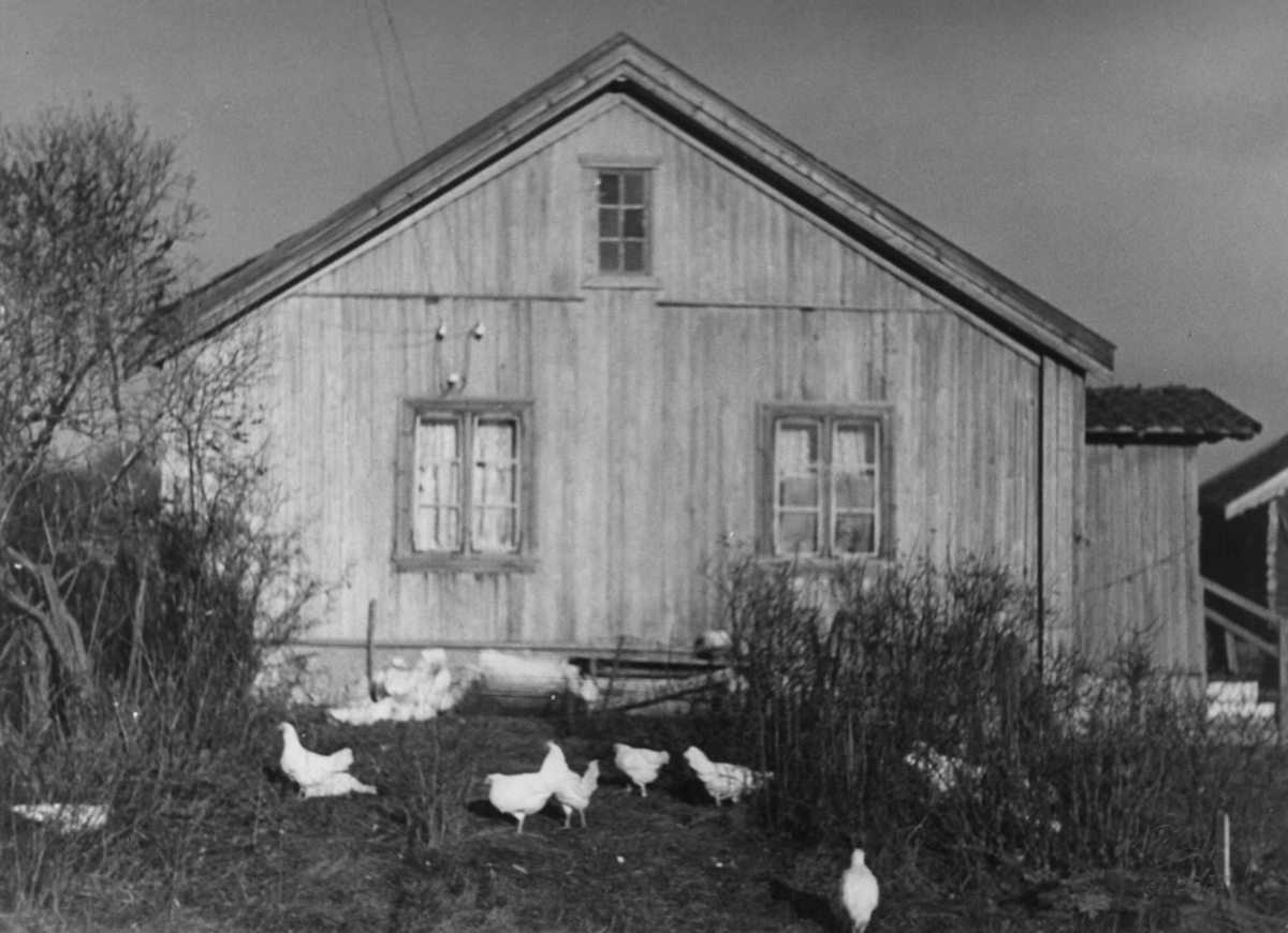 Anders Beer Wilse, Bebyggelse, Husdyrhold, Honer