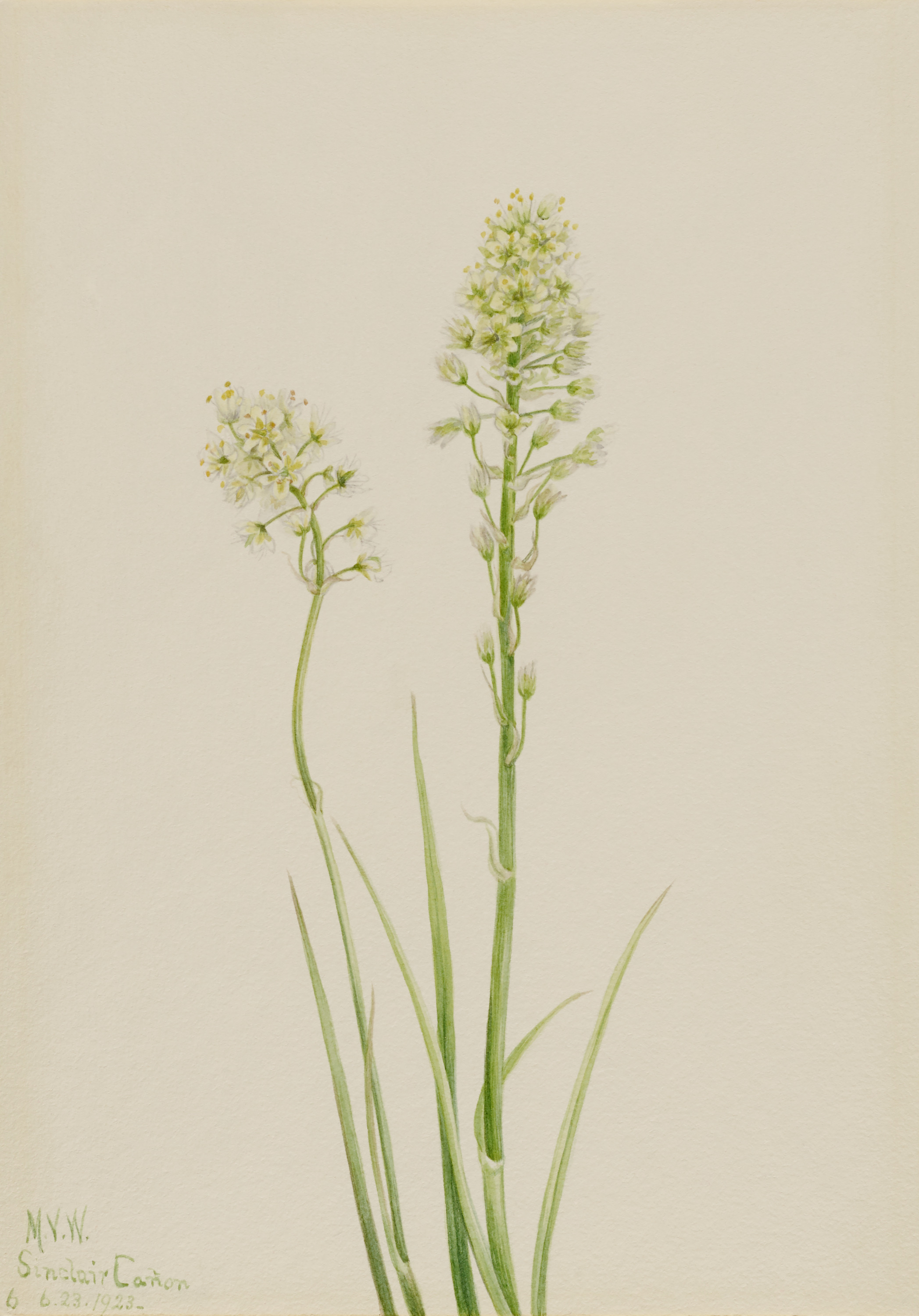 Mary Vaux Walcott, Death Camas (Zygadenus venenosus)