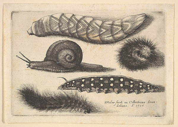 Wenceslaus Hollar, Four Caterpillars and a Snail