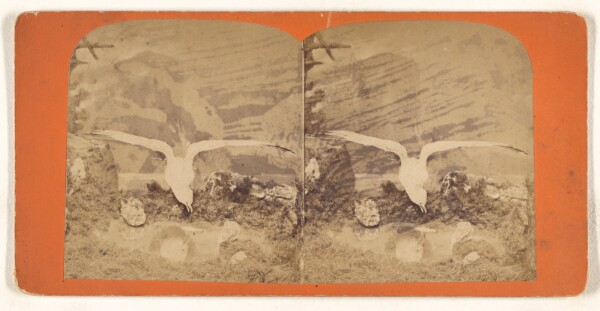 Unknown, Sea Gull.