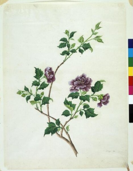 Unknown, Shrubby Althaea