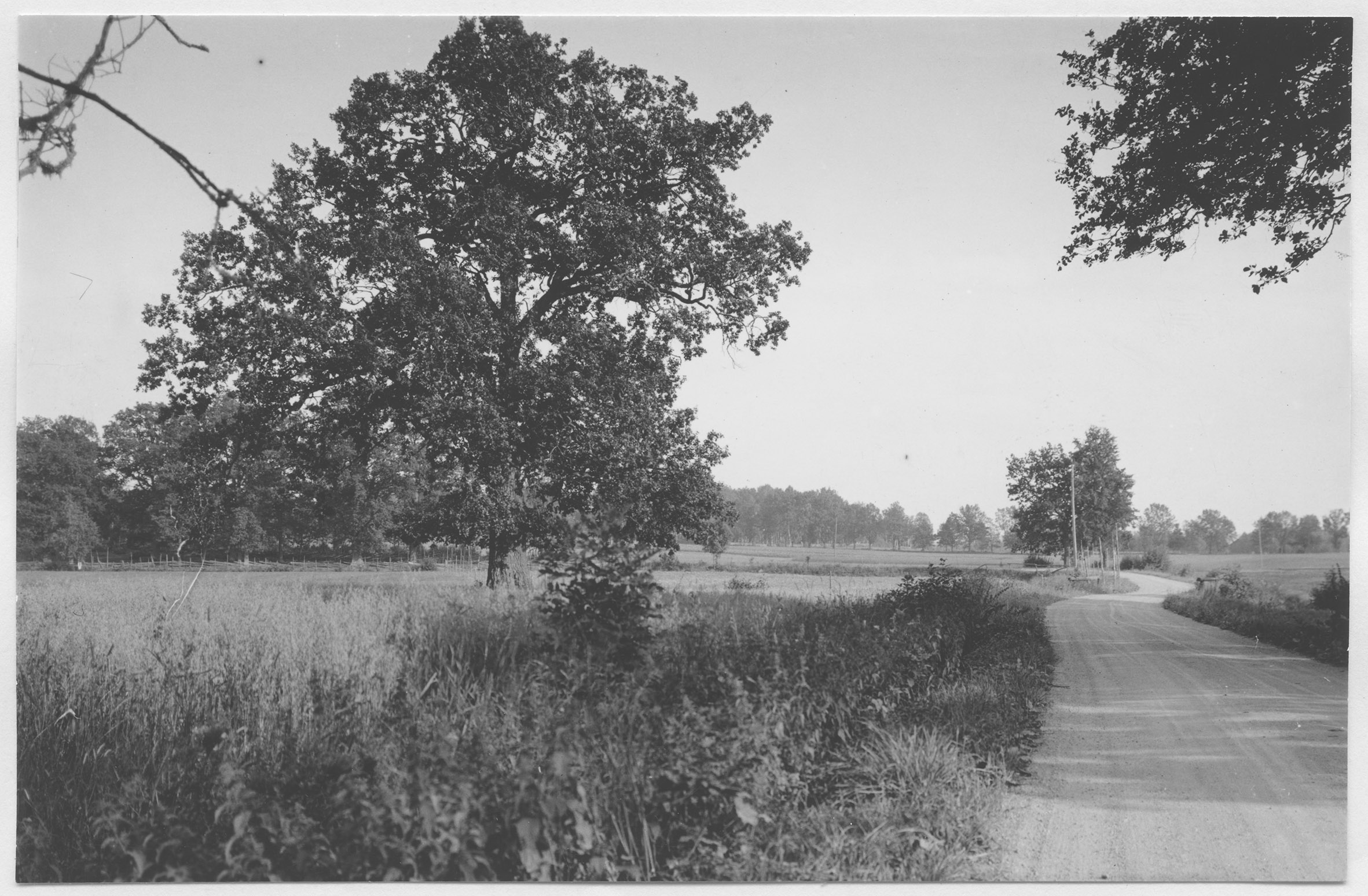 Mårten Sjöbeck, Gersån