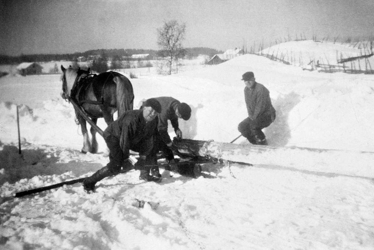 Anno Domkirkeodden, TRANSPORT AV STOLPER MED HEST, FRA VENSTRE: JOHAN JOHANSEN NYSTUEN, KOLBJØRN EDVARDSEN, EINAR EDVARDSEN, VINTER, HOMMELSTAD