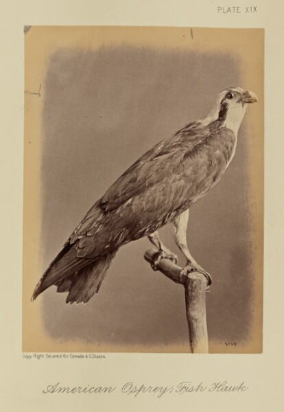 William Notman, American Osprey; Fish Hawk