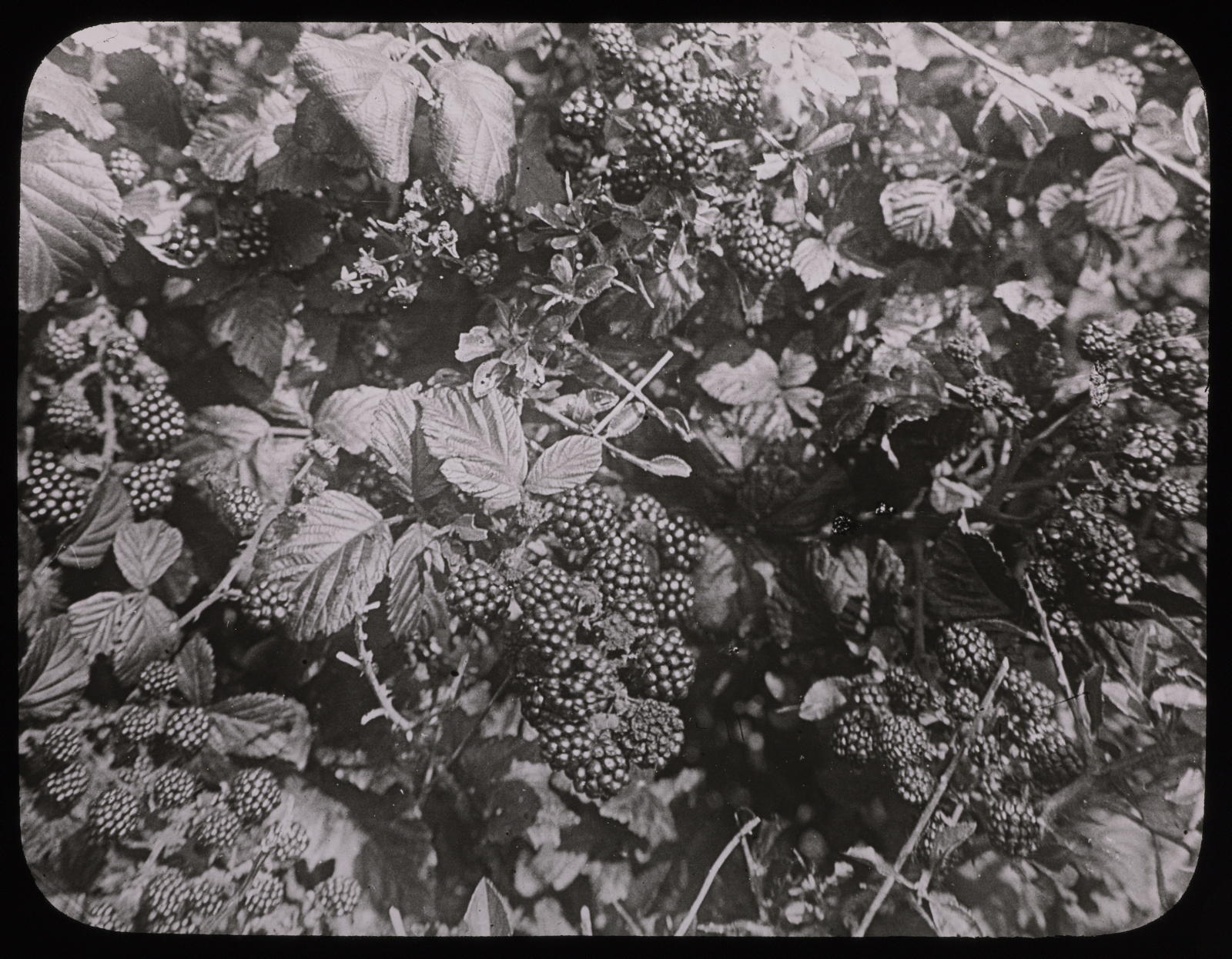 Desconegut, Rubus saxatilis, ronce des haies en fruits Les Fils d'Émile Deyrolle