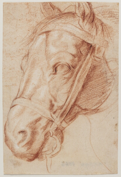 Peter Paul Rubens, Hestehoved
