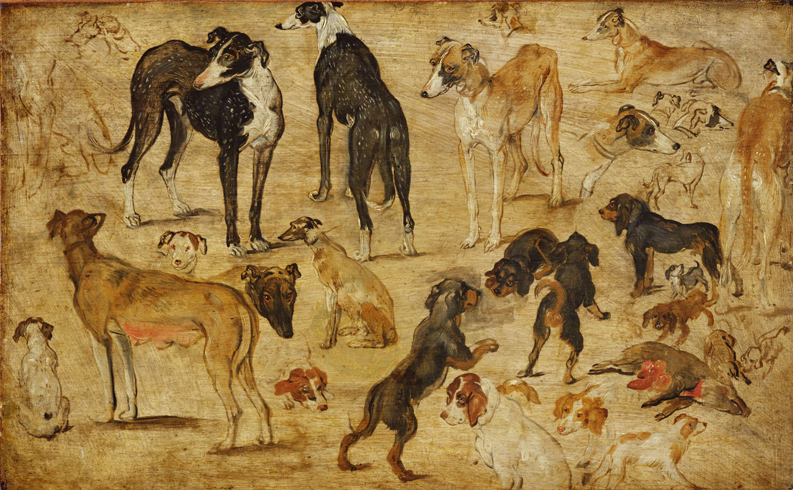 Jan Brueghel the Elder, Studies of Dogs