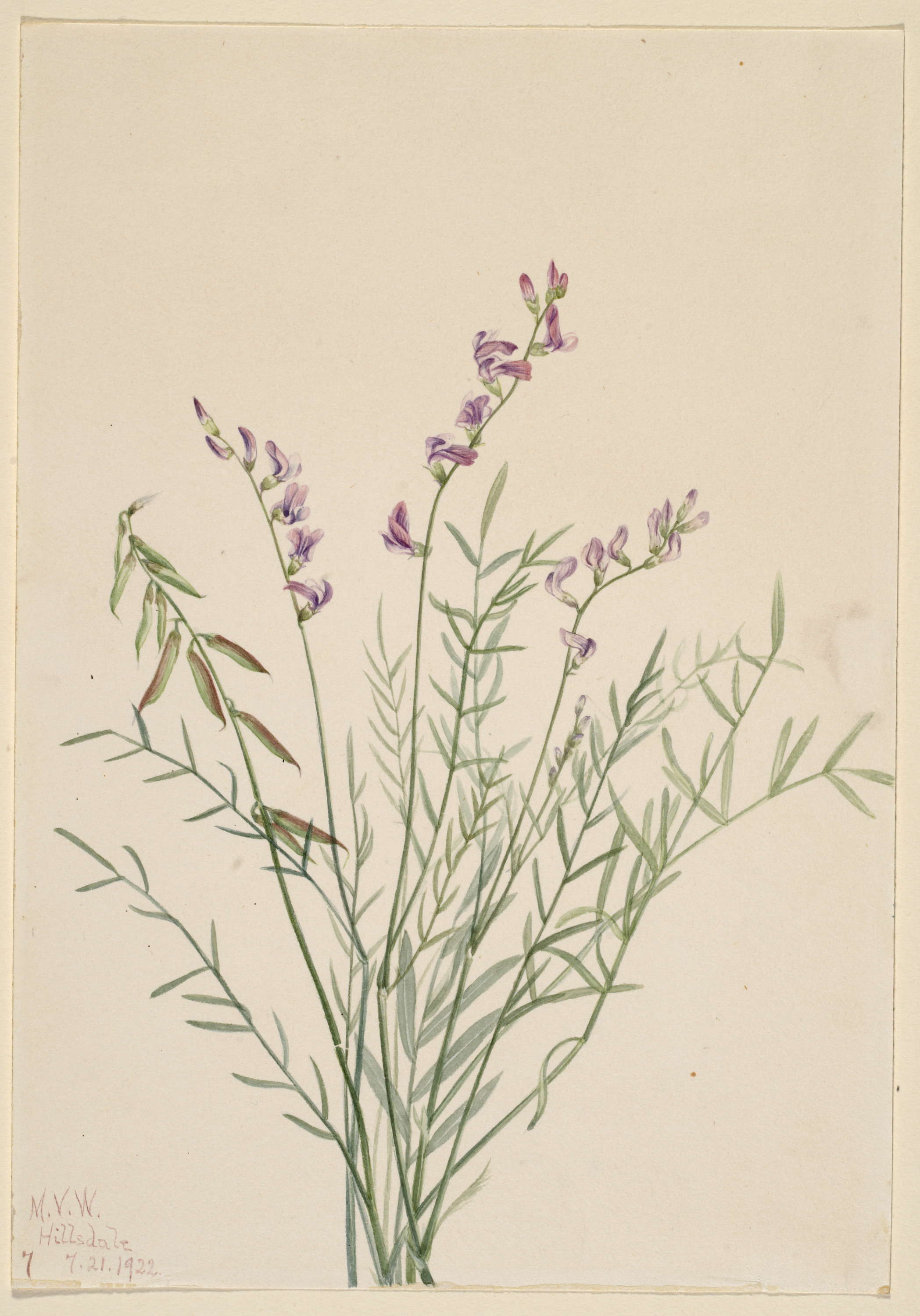 Mary Vaux Walcott, Burgess Milkvetch (Astragalus bourgovii)