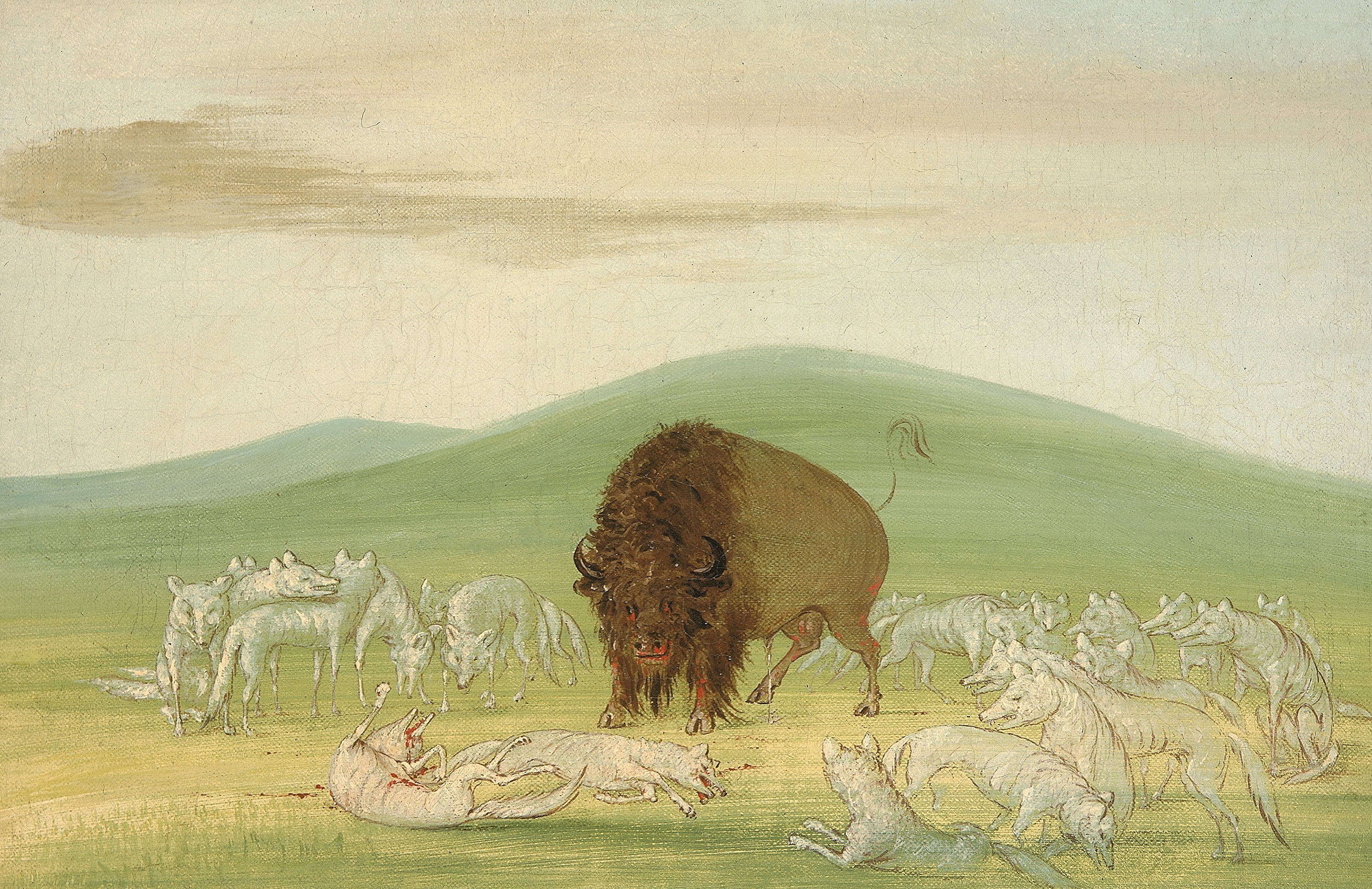George Catlin, Wounded Buffalo Bull Surrounded by White Wolves