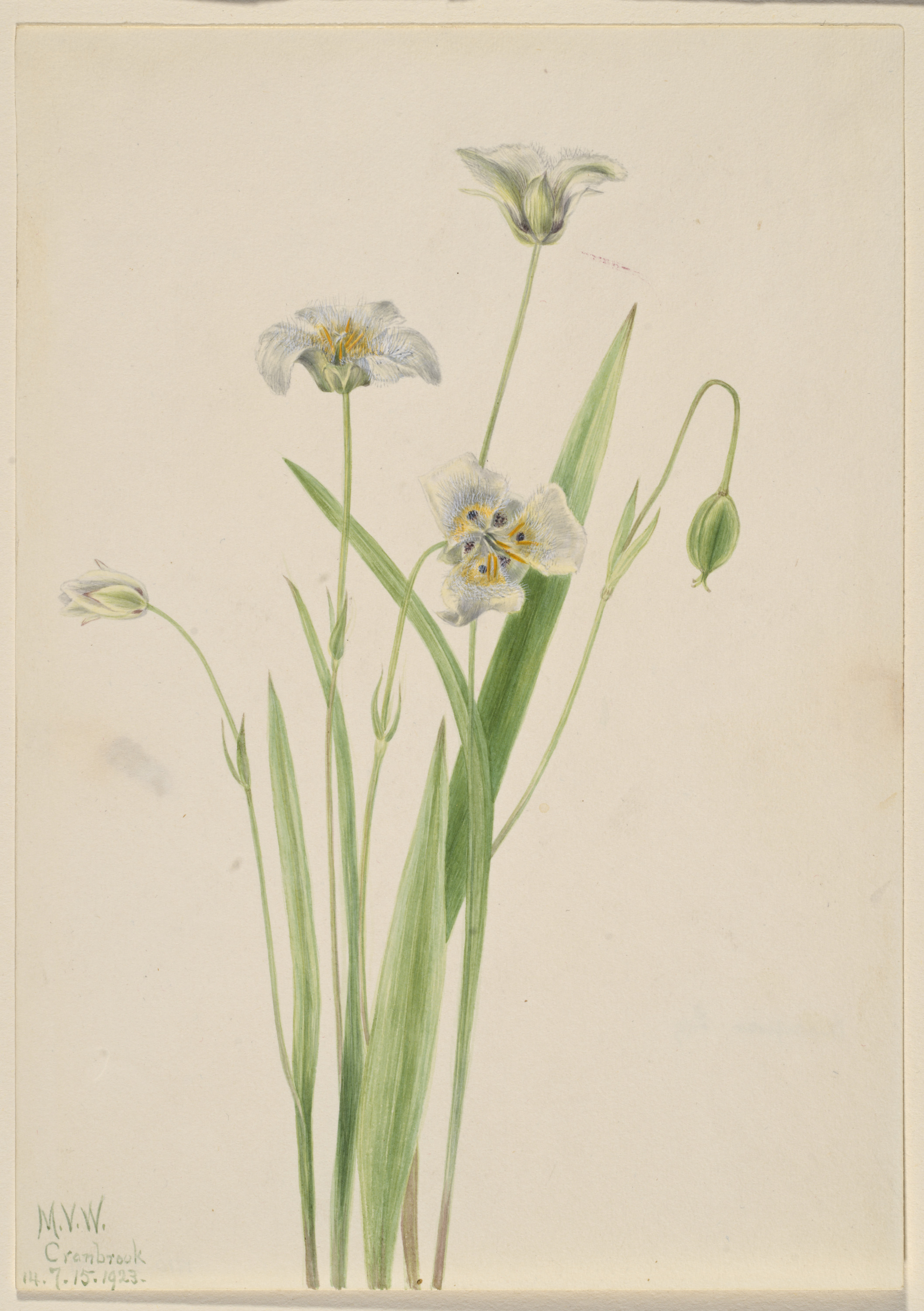 Mary Vaux Walcott, Pussy-ears (Calochortus elegans)