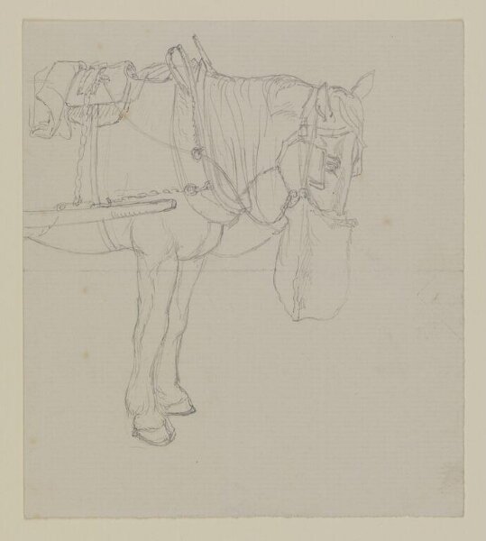 Potter, Beatrix, drawing