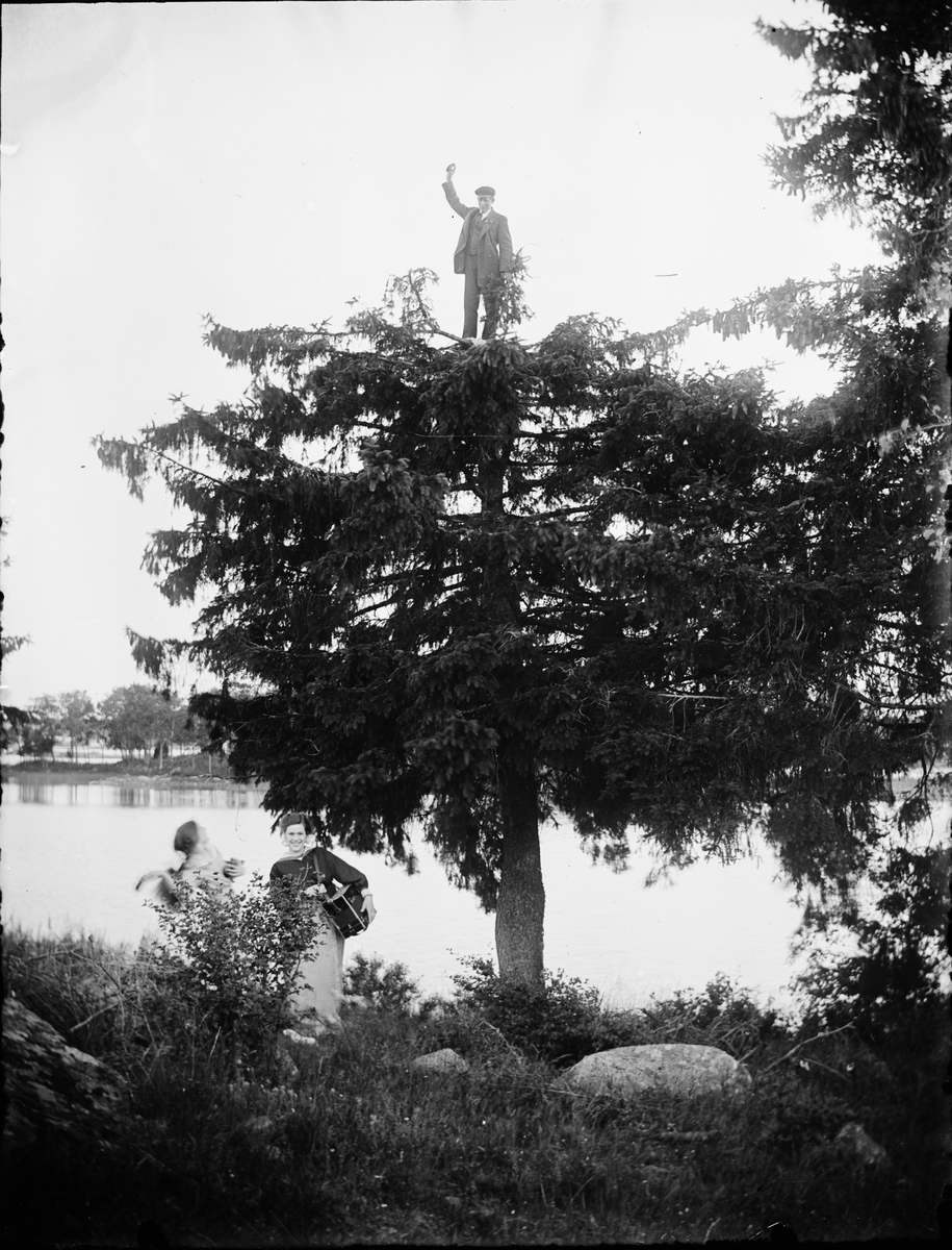 Skötsner-Edhlund, Algot Lindqvist stands at the top of a spruce, Östhammar, Uppland