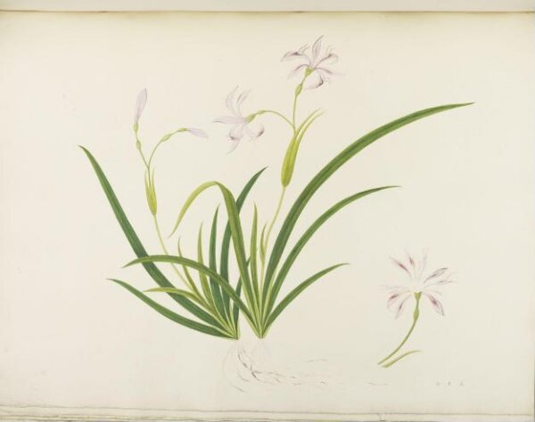 unknown, Flowers and Fruits