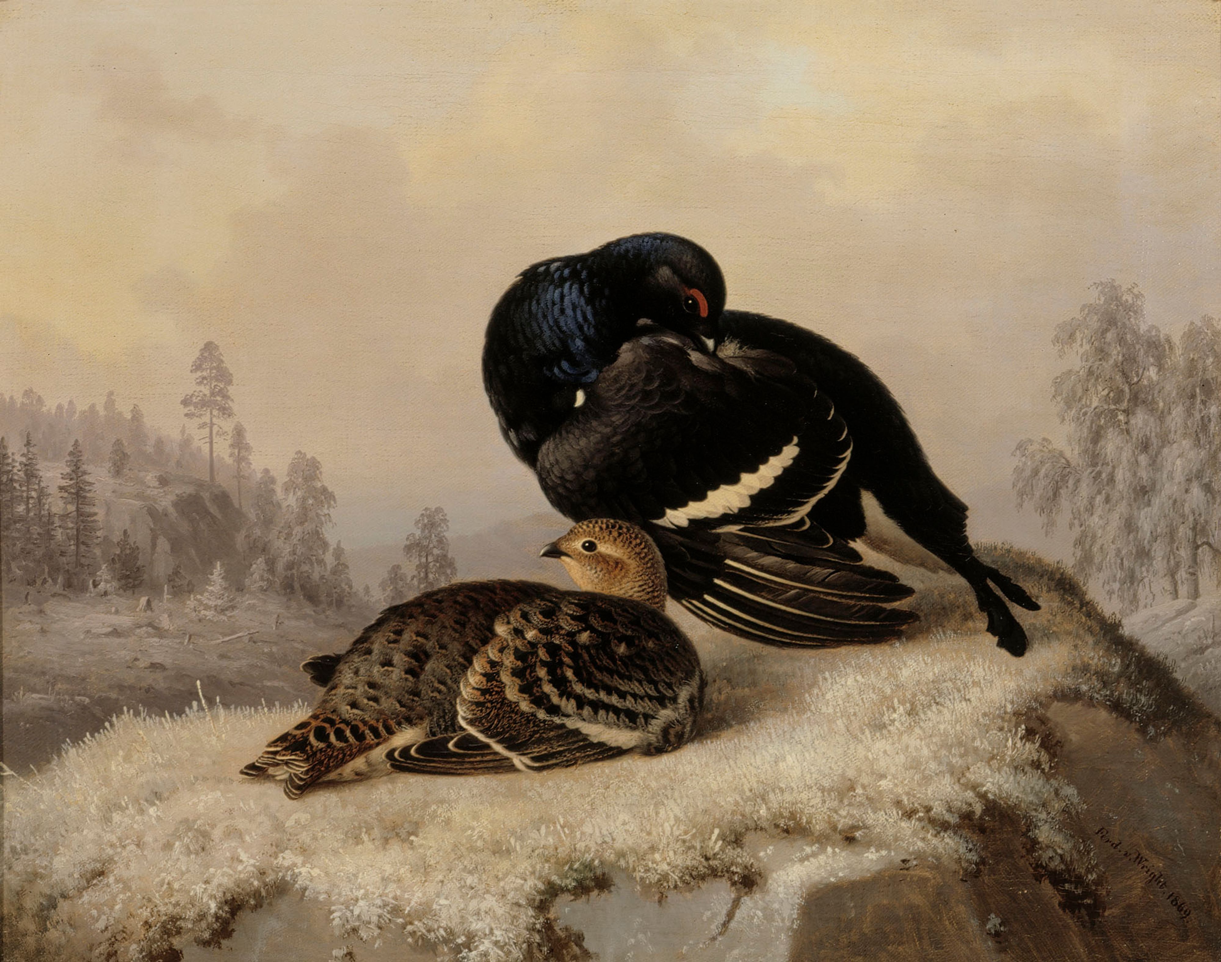 Ferdinand von Wright, Black Grouse, Cock and Hen
