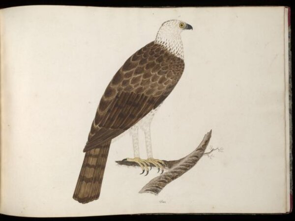 Unknown, Booted eagle