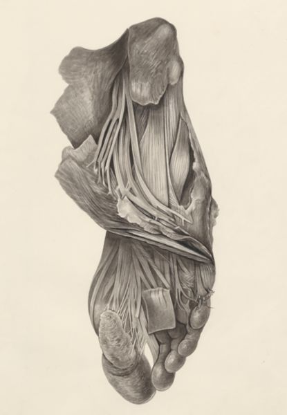 H.G Wetselaar, Muscular tissue of the foot