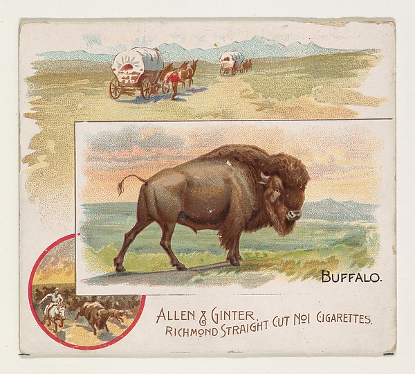Allen & Ginter, Buffalo, from Quadrupeds series (N41) for Allen & Ginter Cigarettes