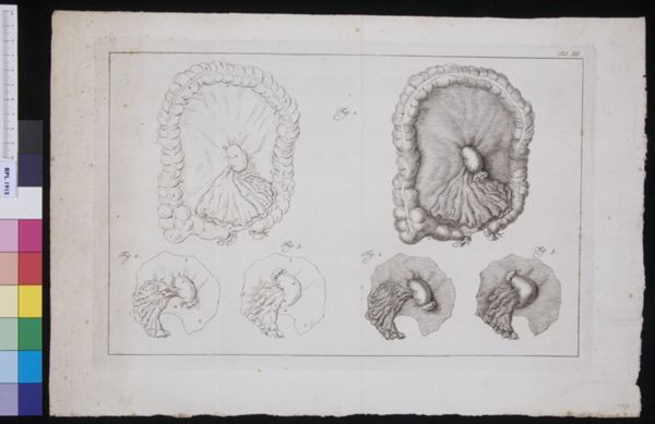R Muys, Organs in the abdomen