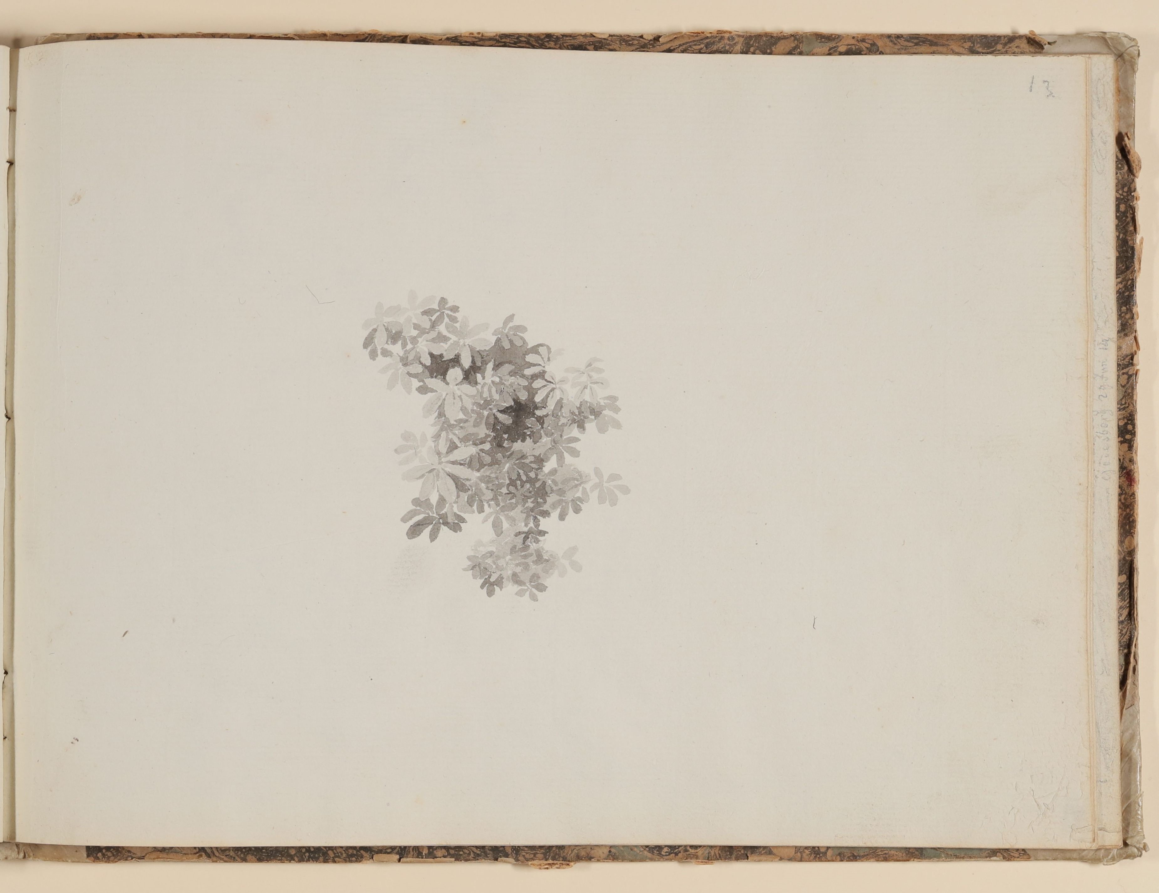 Rosette Städel, Blattwerkstudie [aus einem Skizzenbuch der Rosette Städel, Blatt 13]