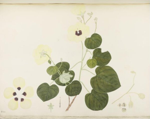 unknown, Flowers and Fruits