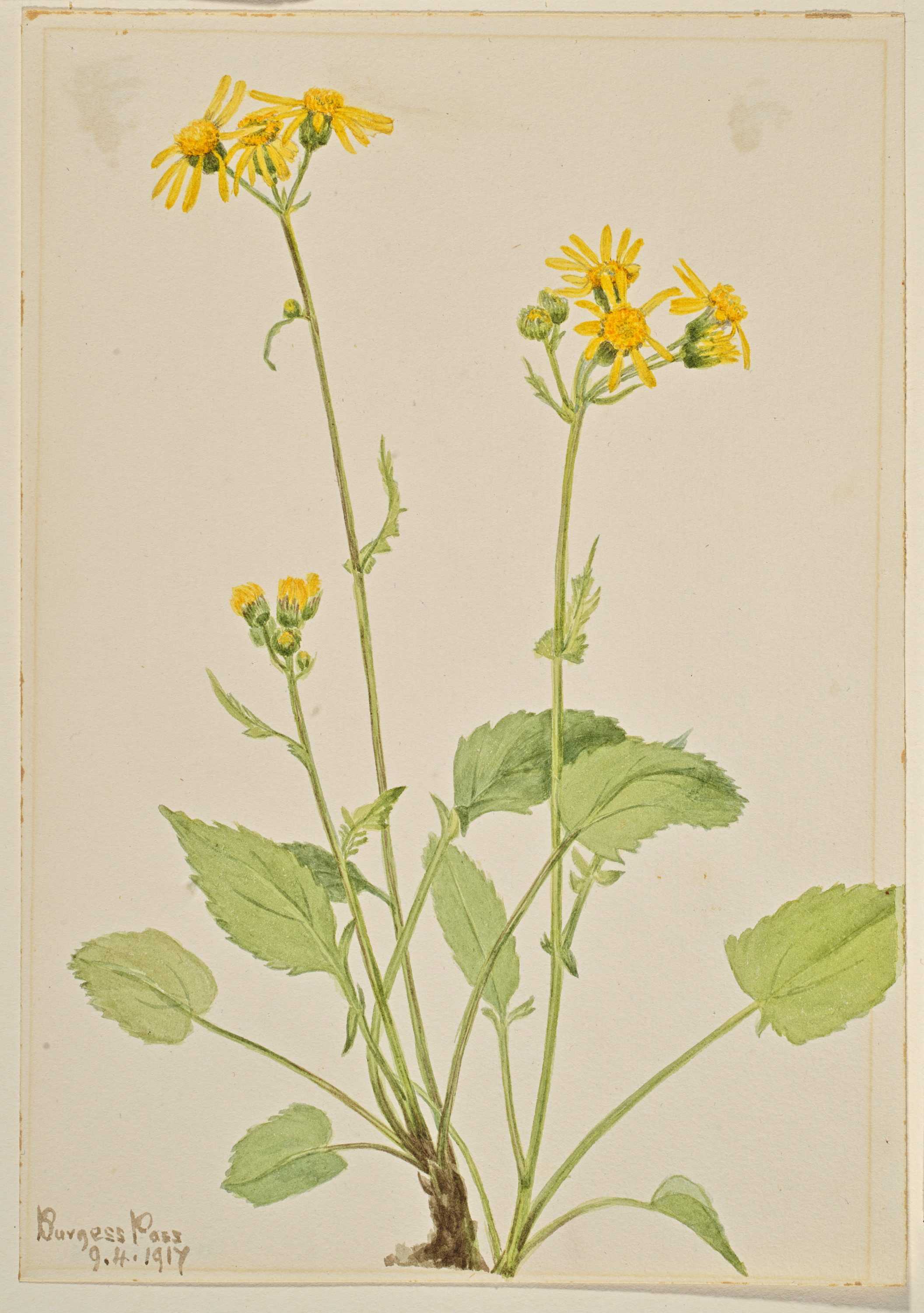 Mary Vaux Walcott, Ragwort (Senecio burkei)