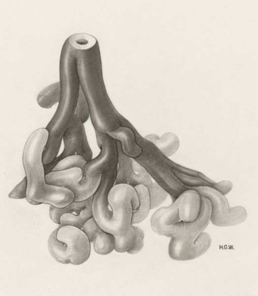 H.G Wetselaar, Circulatory system