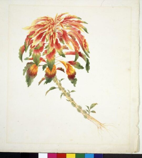 Unknown, Amaranthus