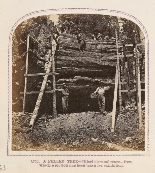 Thomas Houseworth, A Felled Tree