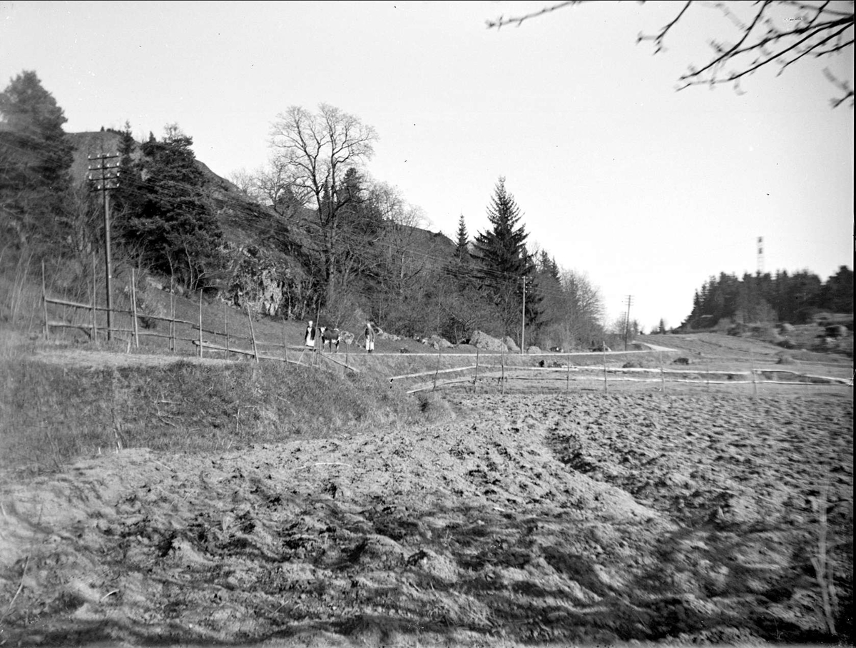 August Fredrik Schagerström, Women with on the cow on their way, Alsta, Nysätra parish, Uppland May 1931