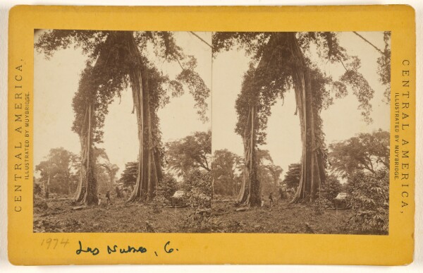 Eadweard J. Muybridge, Las Nubes, Matapala Tree.
