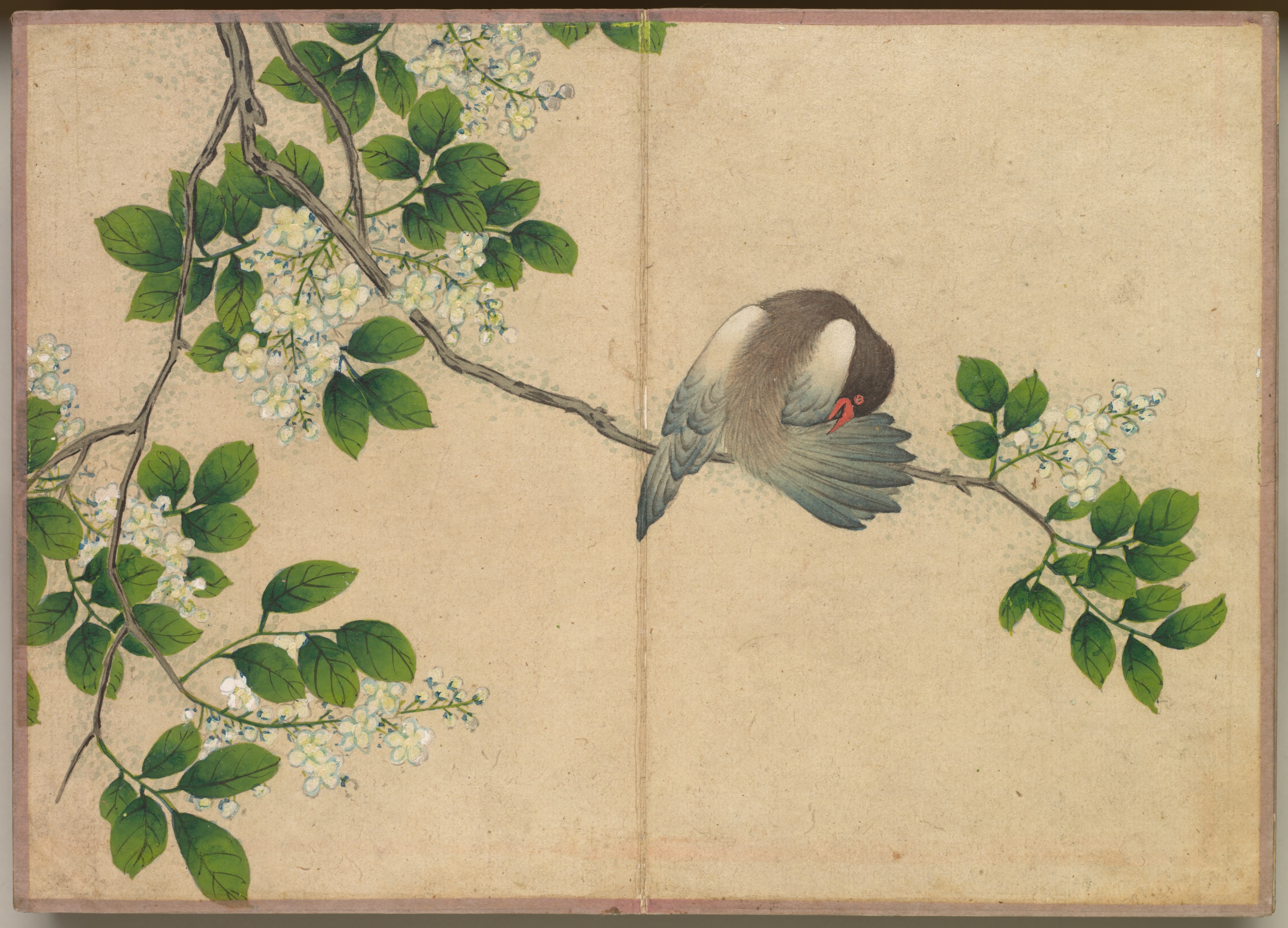 Zhang Ruoai, Desk Album: Flower and Bird Paintings (Preening Bird)