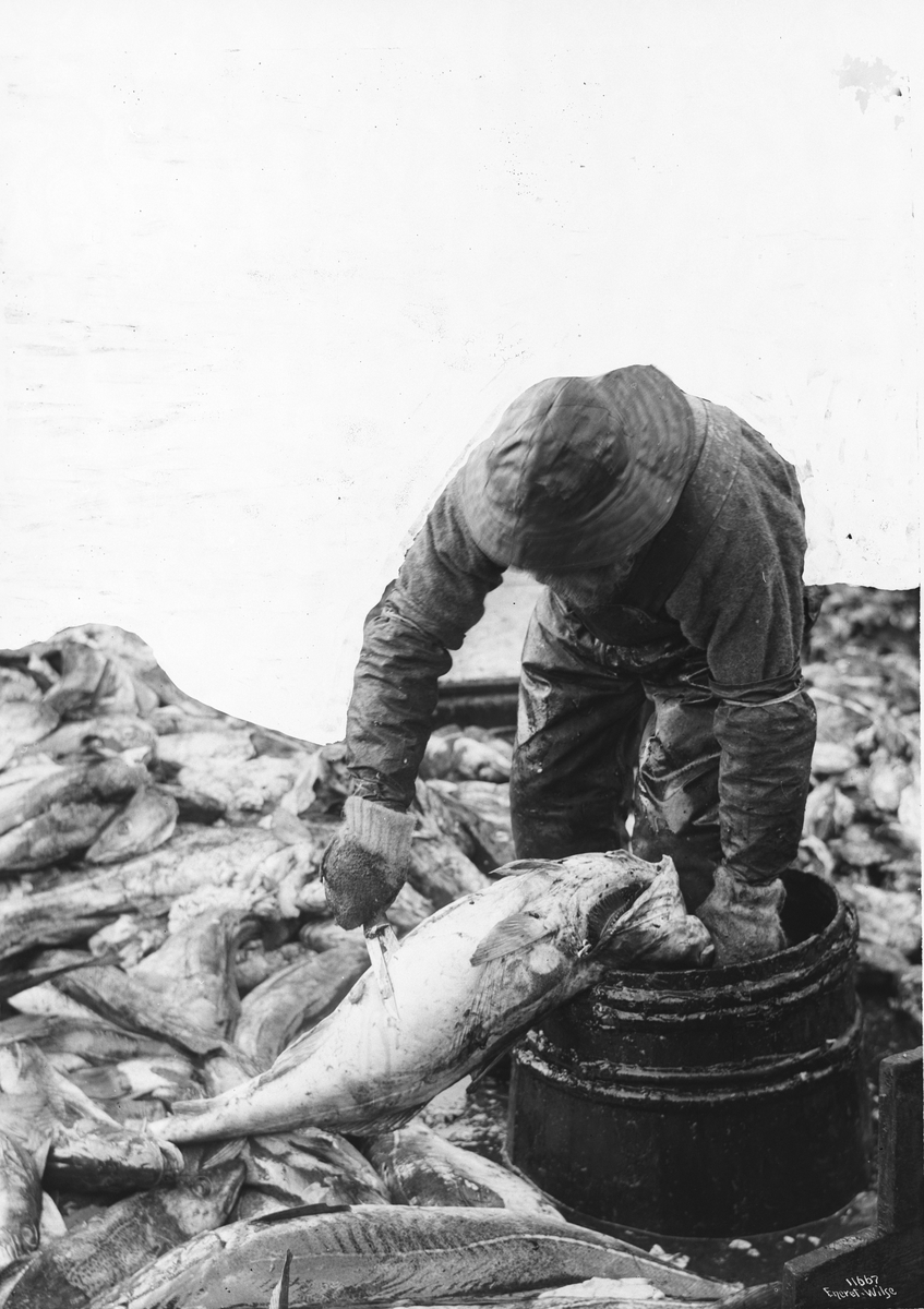 Anders Beer Wilse, Prot: Fisken sprettes op (sløies) 1910