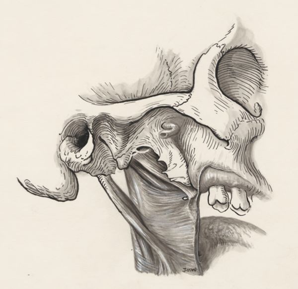 J Wetselaar-Whittaker, Muscular tissue and bone structure of the human skull