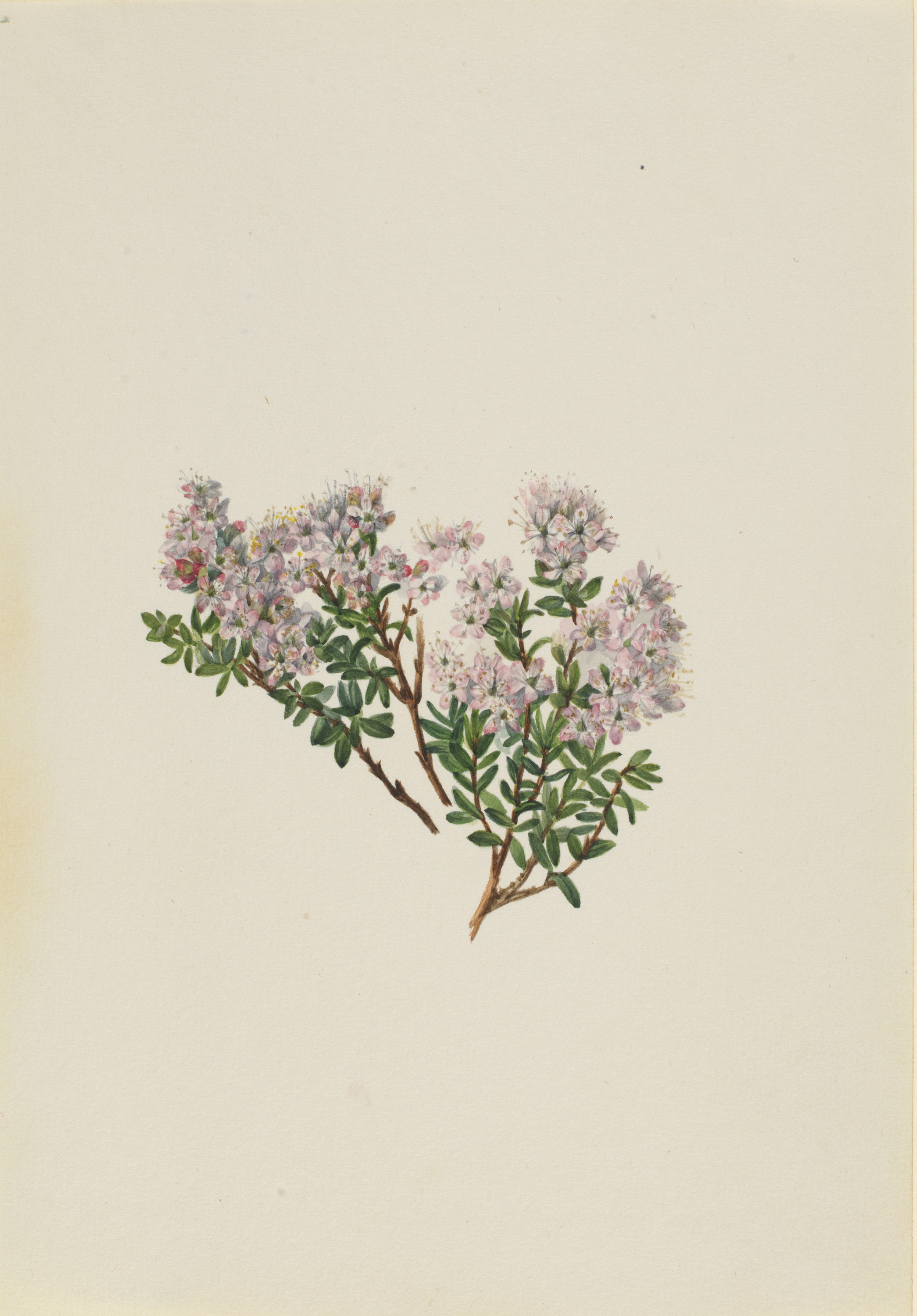 Mary Vaux Walcott, Sand Myrtle (Leiophyllum lyoni)