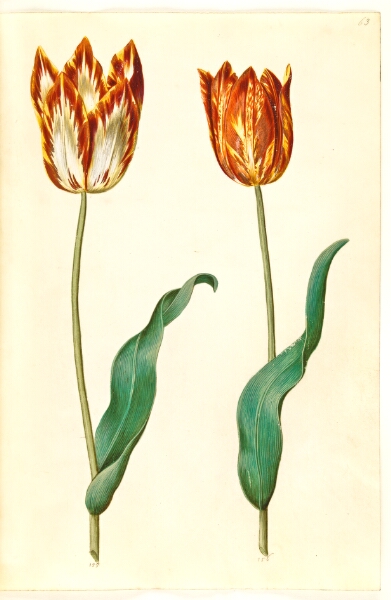 Hans Simon Holtzbecker, Tulipa gesneriana (have-tulipan)