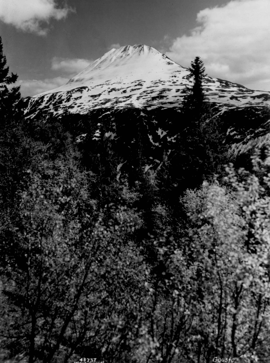 Anders Beer Wilse, Gaustatoppen med skog i forgrunnen.