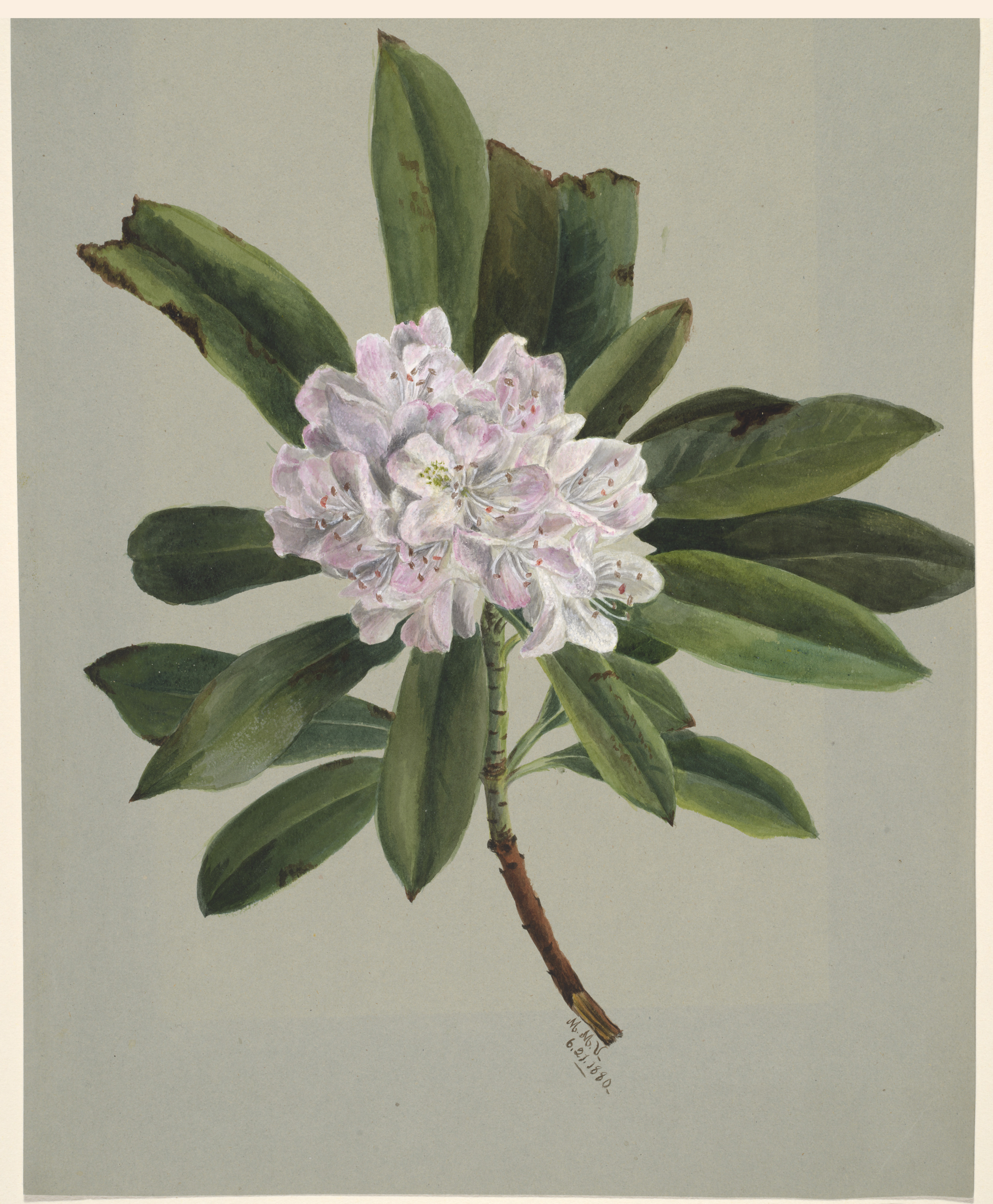 Mary Vaux Walcott, Rhododendron (Rhododendron maximum)